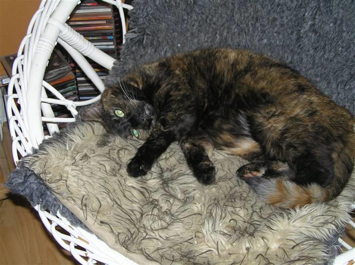 Blanding af racer Mille billede 7