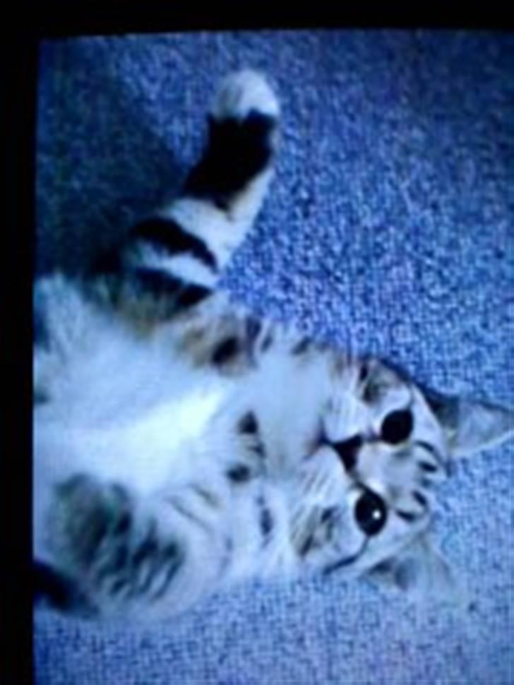 Blanding af racer Bella billede 1