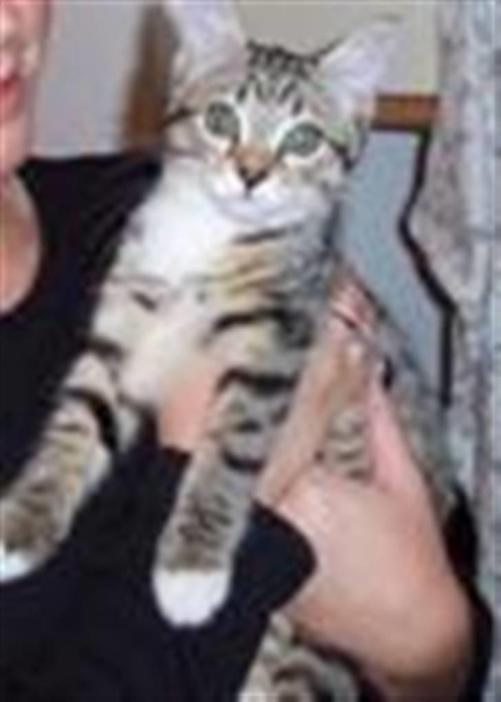 Blanding af racer Bella billede 2