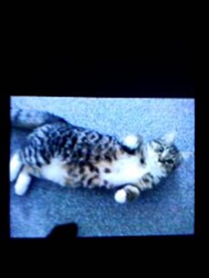 Blanding af racer Bella billede 3