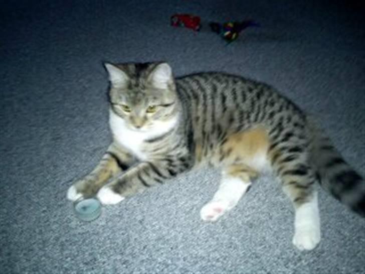 Blanding af racer Bella billede 4