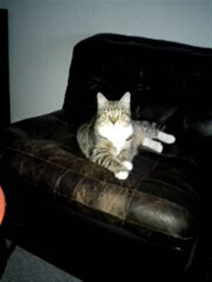 Blanding af racer Bella billede 5