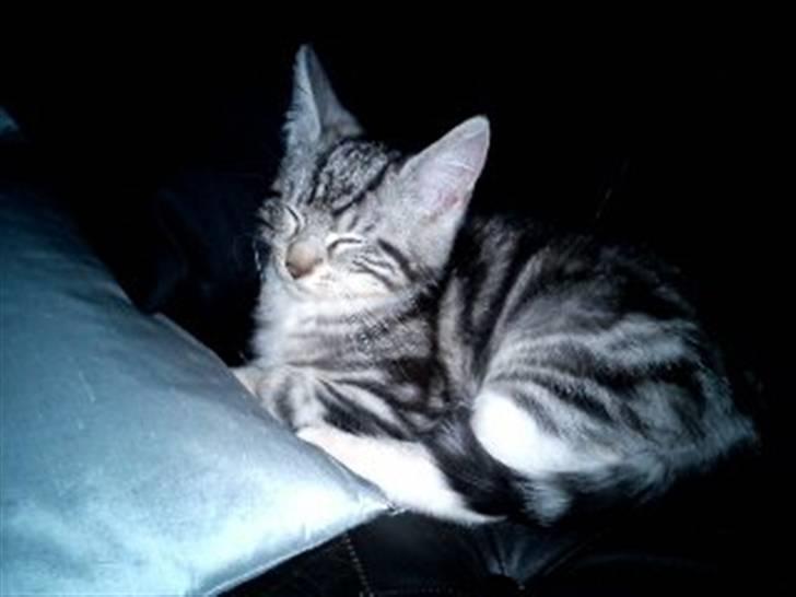 Blanding af racer Spir billede 1