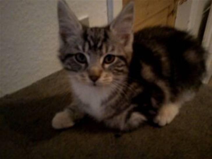 Blanding af racer Spir billede 2