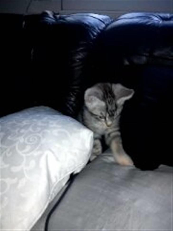 Blanding af racer Spir billede 3