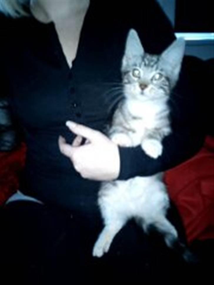 Blanding af racer Spir billede 4