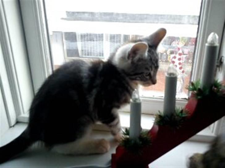 Blanding af racer Spir billede 5