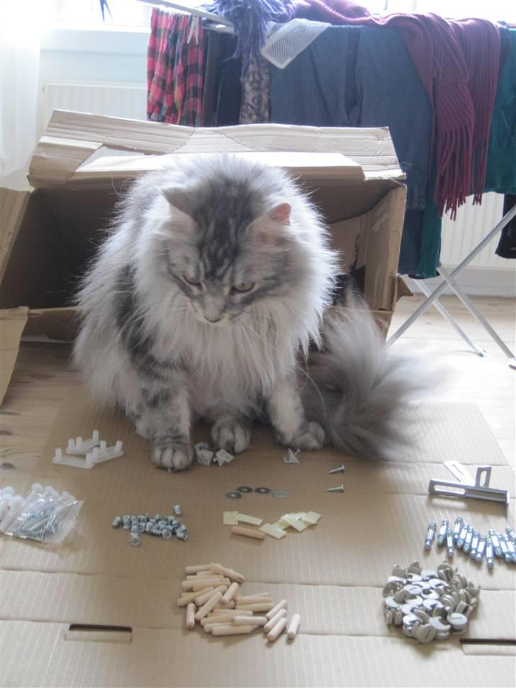 Blanding af racer Bjørk billede 4