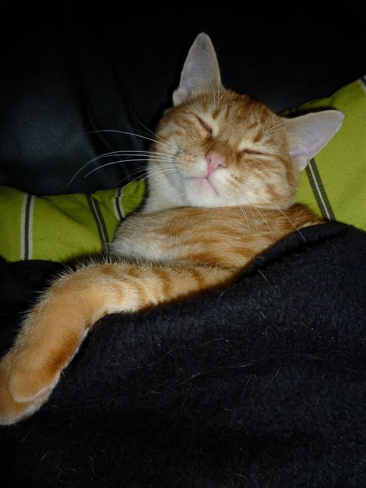 Huskat Søvnig billede 1