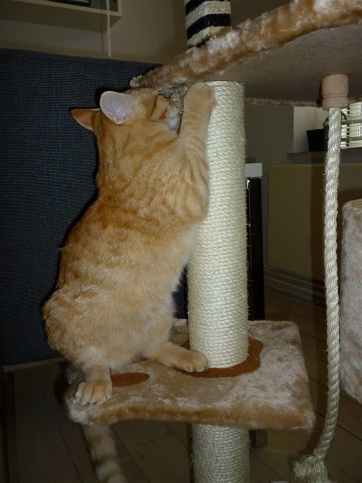 Huskat Søvnig billede 2