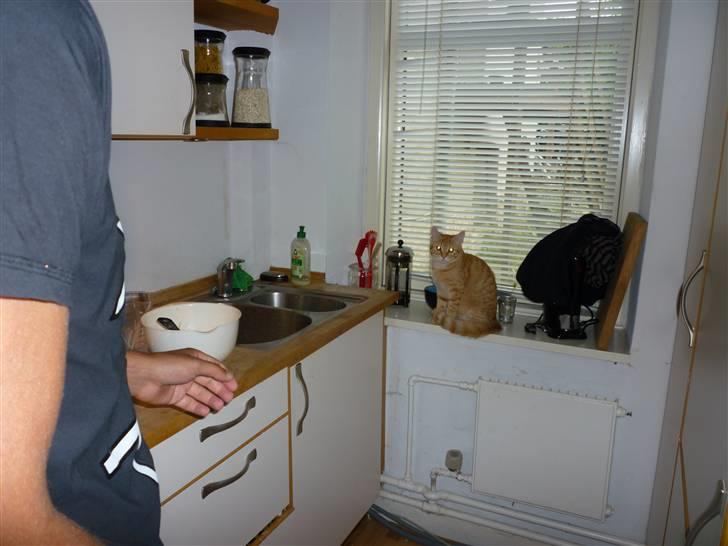 Huskat Søvnig billede 3