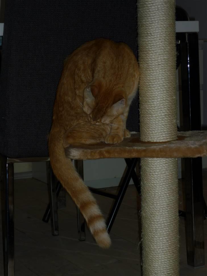 Huskat Søvnig billede 4