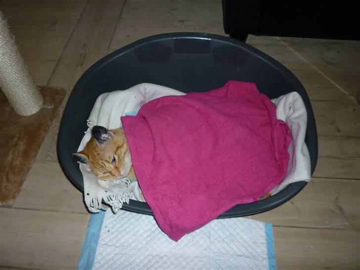 Huskat Søvnig billede 5