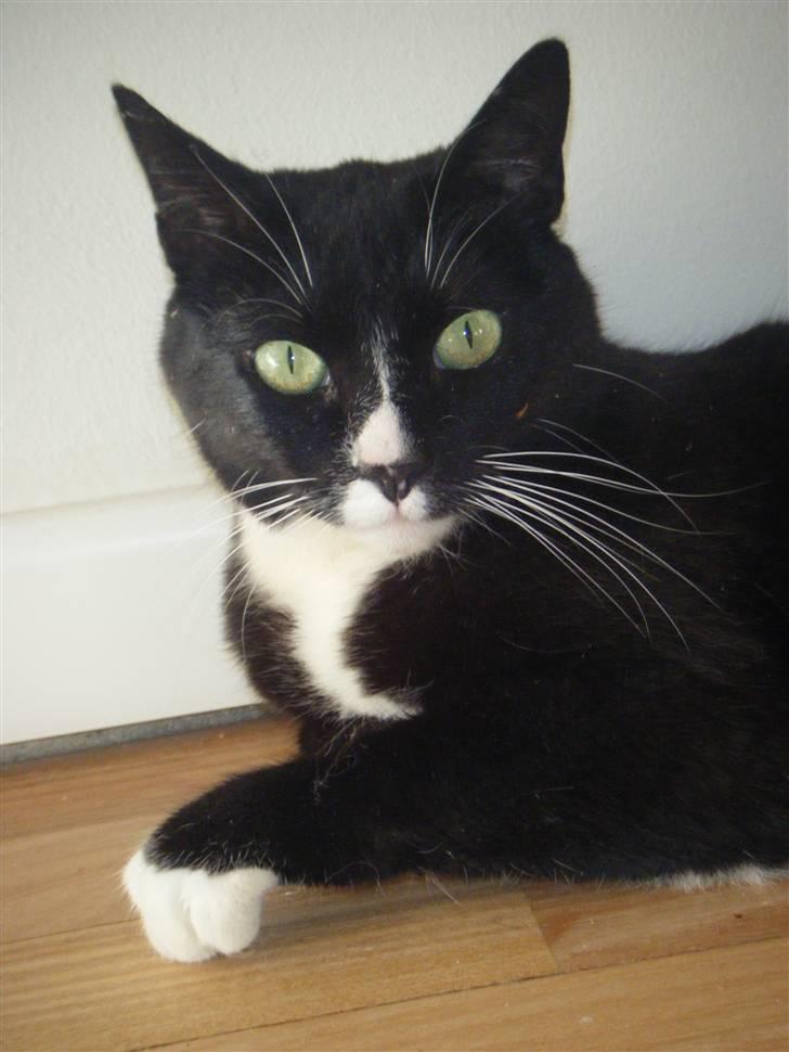 Huskat Miss Sophie - SÅ smuk er jeg ! :o)  billede 1