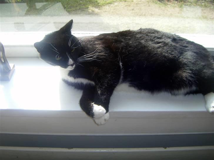 Huskat Miss Sophie - Det her min yndlingsplads i hele huset, ud over mors seng. :o) billede 2