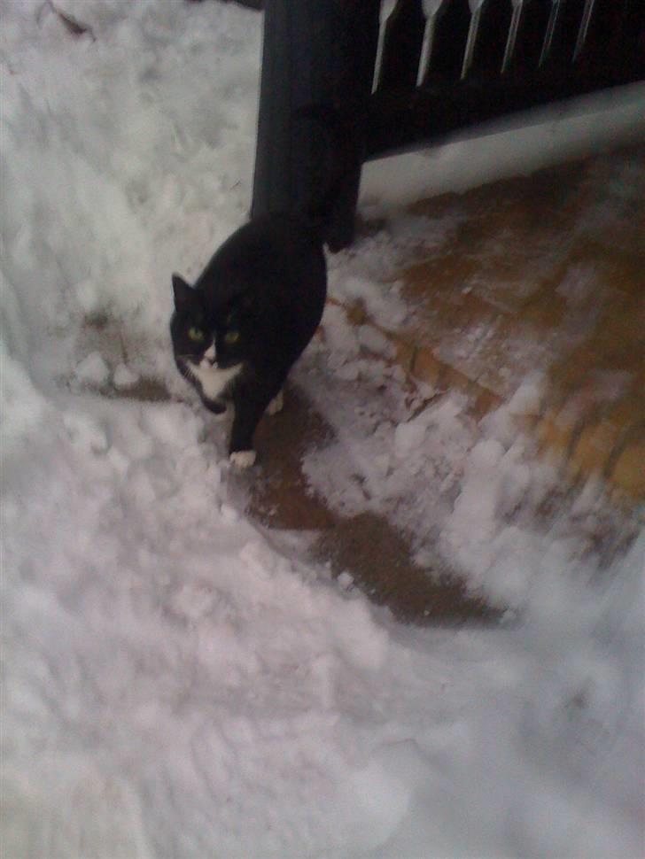 Huskat Miss Sophie - Jeg er ikke glad for sne, men en sjælden gang bevæger jeg mig da ud i den, som her :) vinteren 2009. billede 3