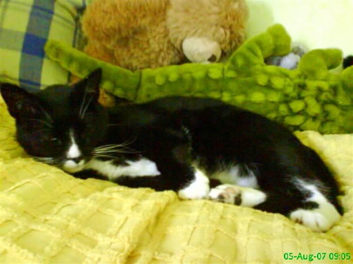 Huskat Miss Sophie - Et gammelt billede, men jeg ser nu lidt sød ud :o) billede 4