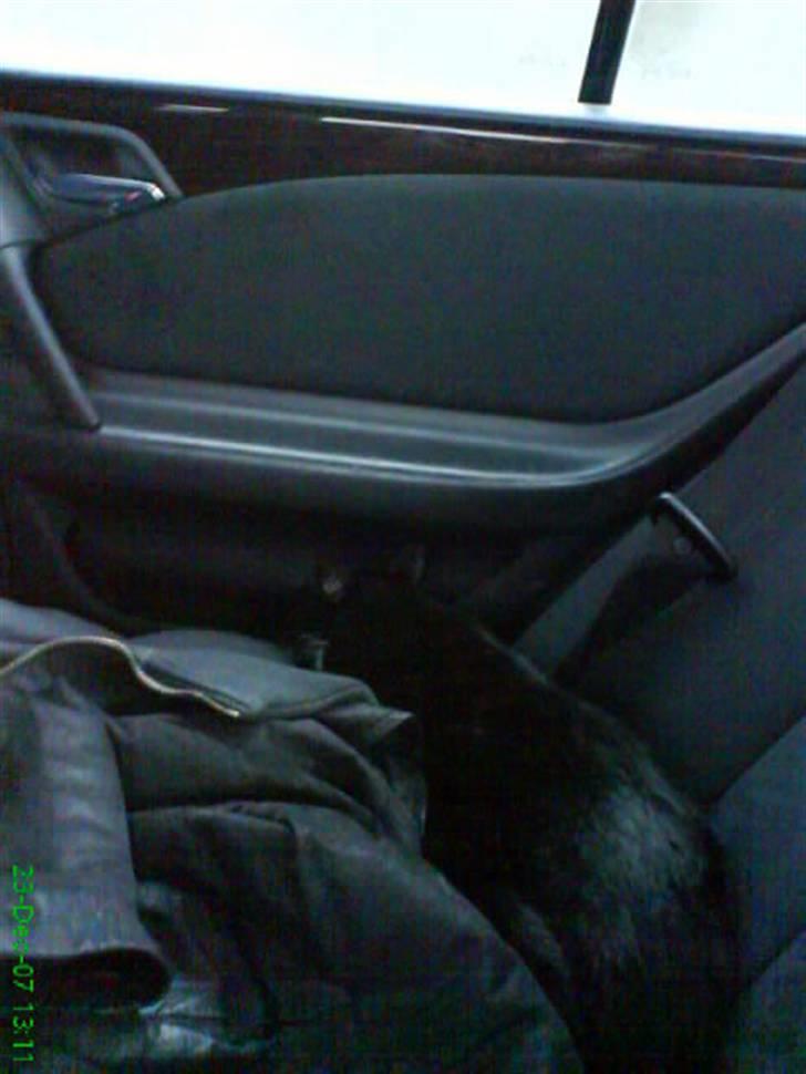 Huskat Miss Sophie - I bilen på vej til farmor og farfar :) Jeg er så dygtig at jeg slet ikke behøver nogen transportkasse. Jeg lægger mig bare pænt på bagsædet og venter på at vi er fremme :)  billede 5