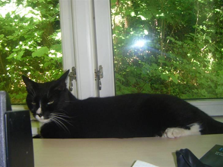 Huskat Miss Sophie - Denne vindueskarm er også en favorit, det skyldes den varme radiator nedenunder :P  billede 6