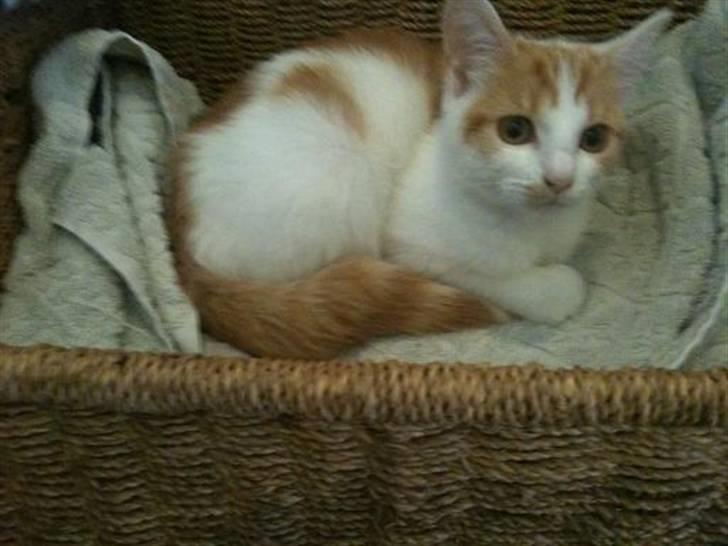 Huskat Nikoline billede 1