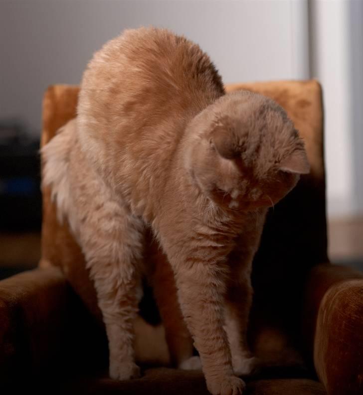 Selkirk Rex  Lykken Hassy  billede 14