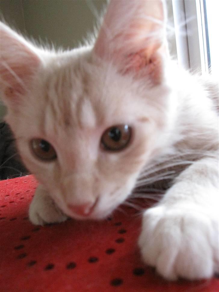 Maine Coon Kaj - himmelkat d. 12/11. 2021 billede 1