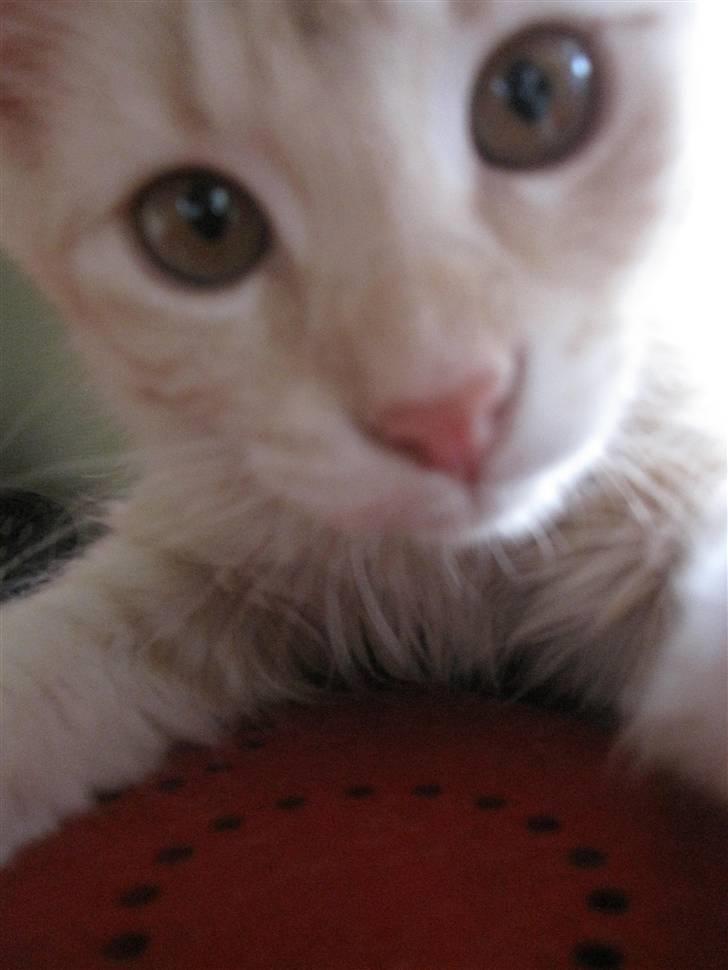 Maine Coon Kaj - himmelkat d. 12/11. 2021 billede 2