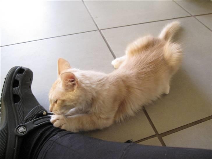 Maine Coon Kaj - himmelkat d. 12/11. 2021 billede 3