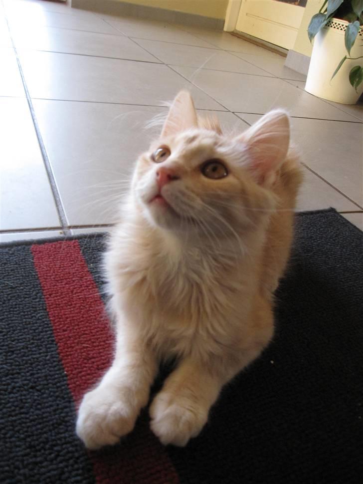 Maine Coon Kaj - himmelkat d. 12/11. 2021 billede 4