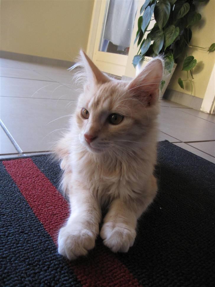 Maine Coon Kaj - himmelkat d. 12/11. 2021 billede 5