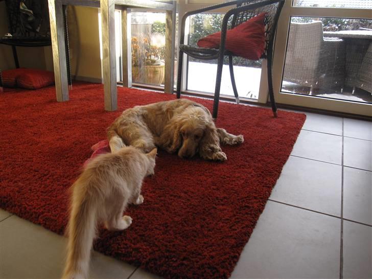 Maine Coon Kaj - himmelkat d. 12/11. 2021 billede 6