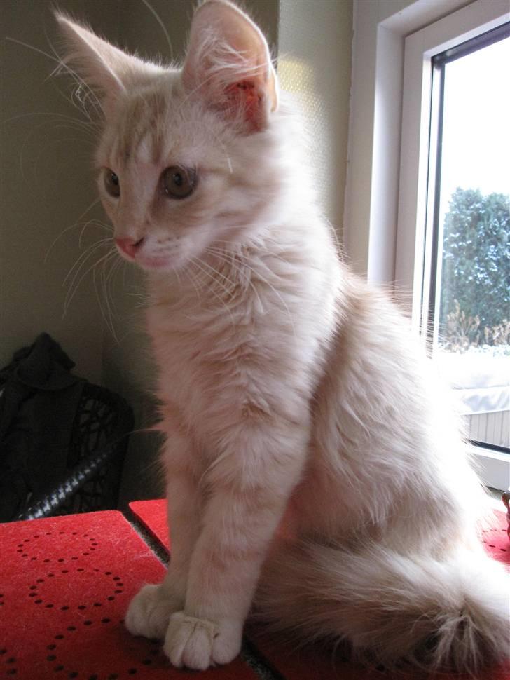 Maine Coon Kaj - himmelkat d. 12/11. 2021 billede 7