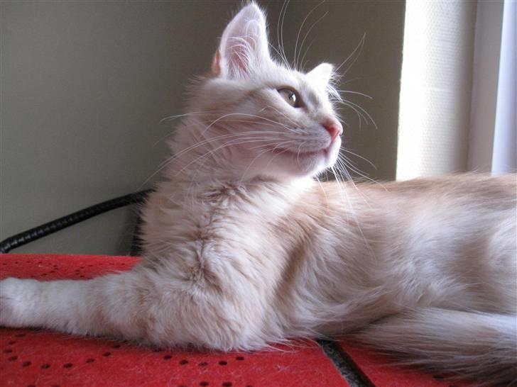 Maine Coon Kaj - himmelkat d. 12/11. 2021 billede 8