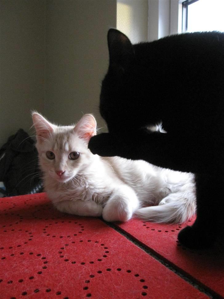 Maine Coon Kaj - himmelkat d. 12/11. 2021 billede 9