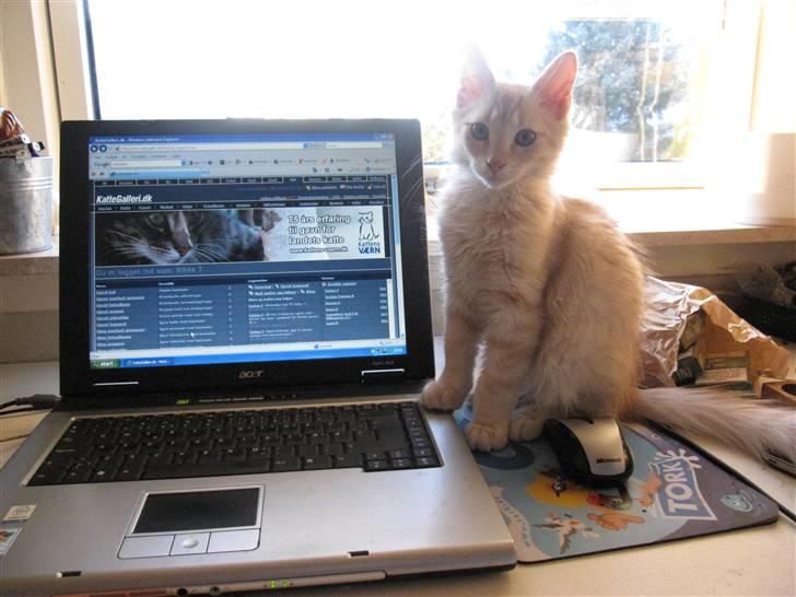 Maine Coon Kaj - himmelkat d. 12/11. 2021 billede 10