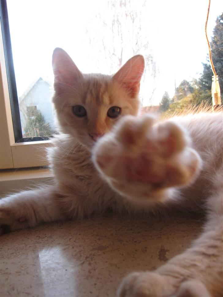 Maine Coon Kaj - himmelkat d. 12/11. 2021 billede 11