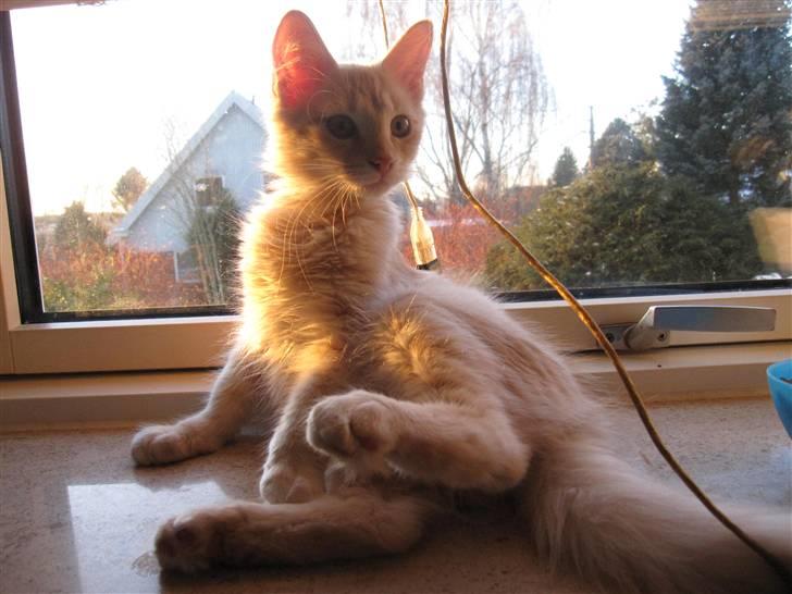 Maine Coon Kaj - himmelkat d. 12/11. 2021 billede 12