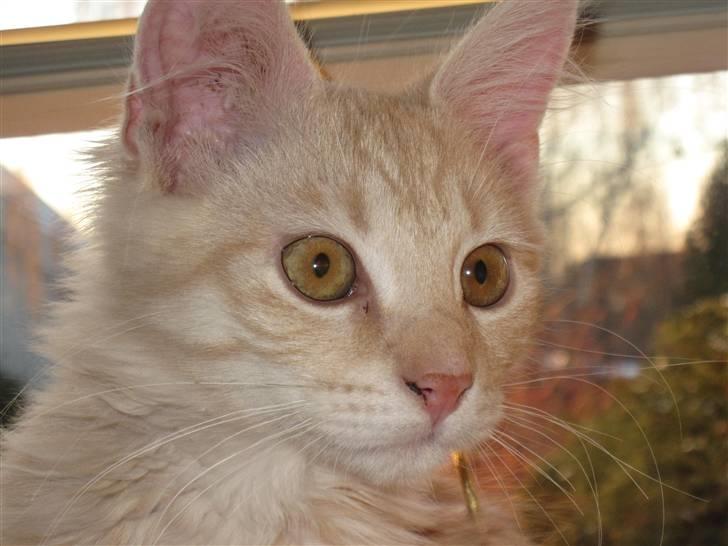 Maine Coon Kaj - himmelkat d. 12/11. 2021 billede 13