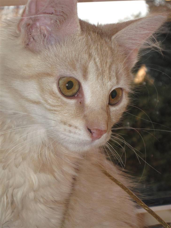 Maine Coon Kaj - himmelkat d. 12/11. 2021 billede 14