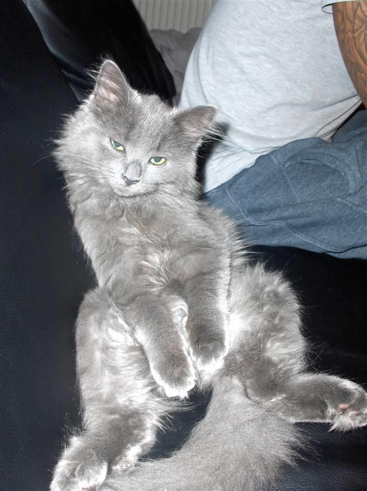 Blanding af racer Cleopatra billede 4