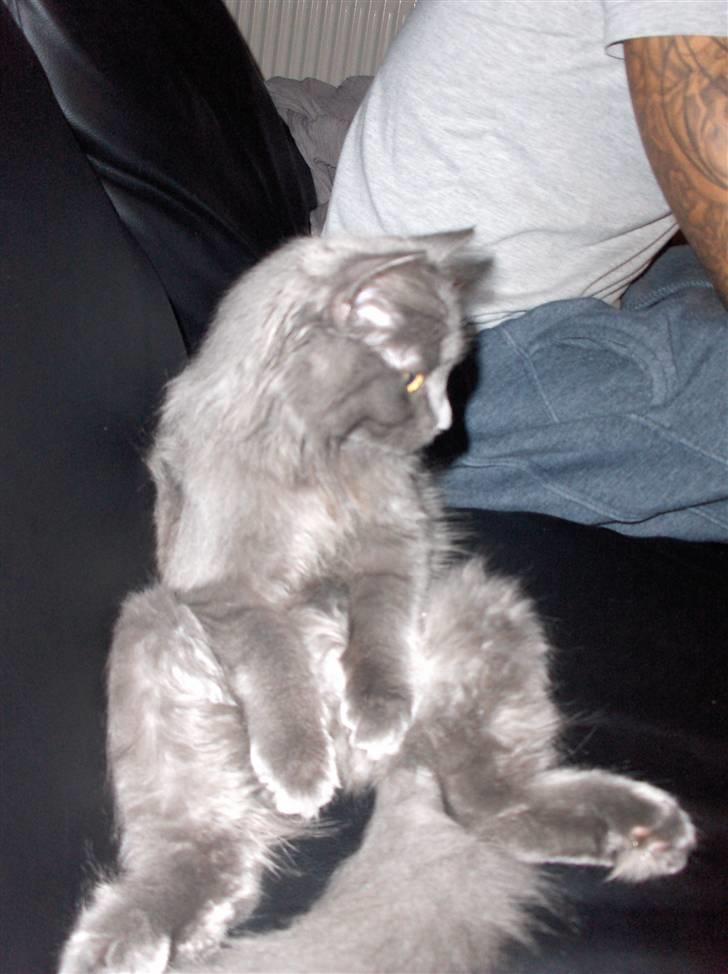 Blanding af racer Cleopatra billede 6