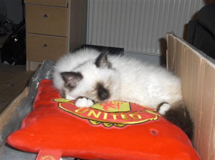 Hellig Birma Gaius Julius Caesar - manse er selvfølgelig united fan :) billede 5