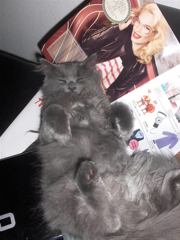 Blanding af racer Cleopatra billede 7