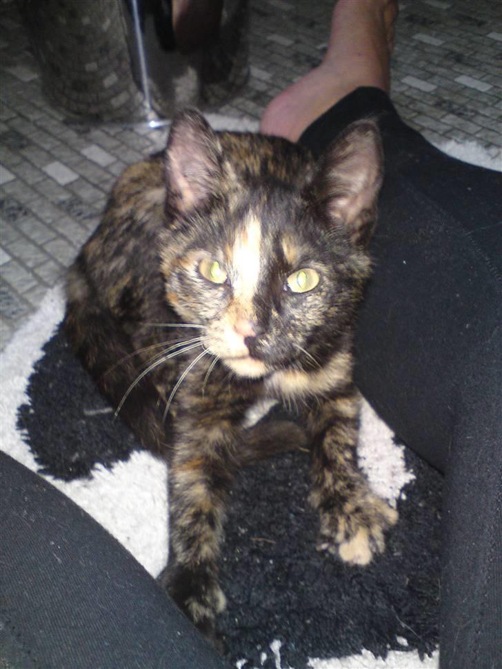 Huskat Trixie - Den dejlige lille Trixie pige, den første dag. billede 1