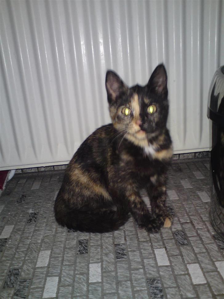 Huskat Trixie - Første dag hos mig. billede 2