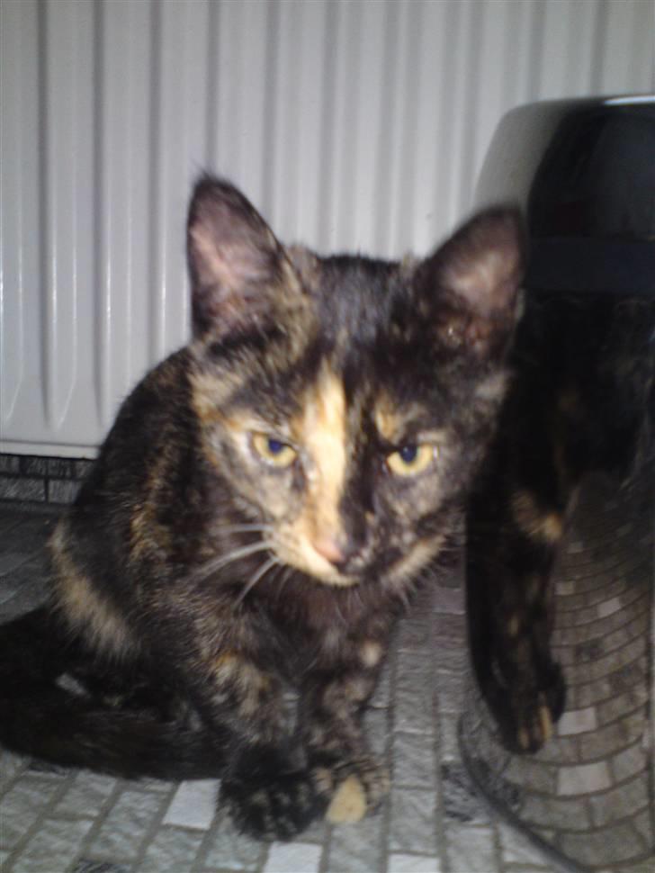 Huskat Trixie - Første dag hos mig. billede 3