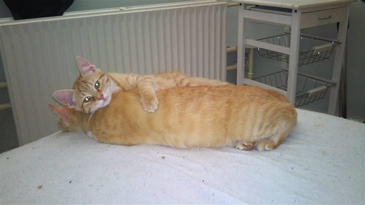 Huskat Søvnig billede 6