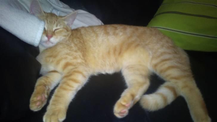 Huskat Søvnig billede 7