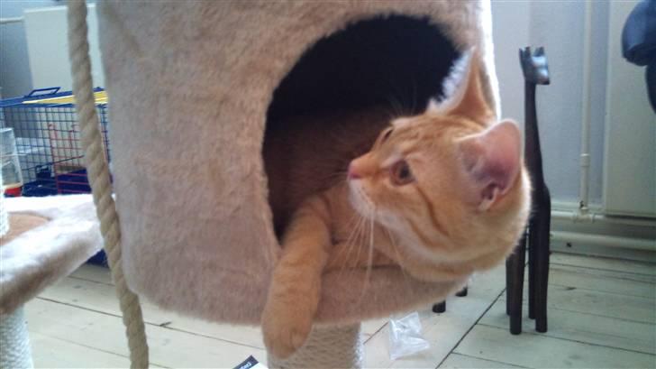 Huskat Søvnig billede 8