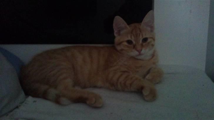 Huskat Søvnig billede 9